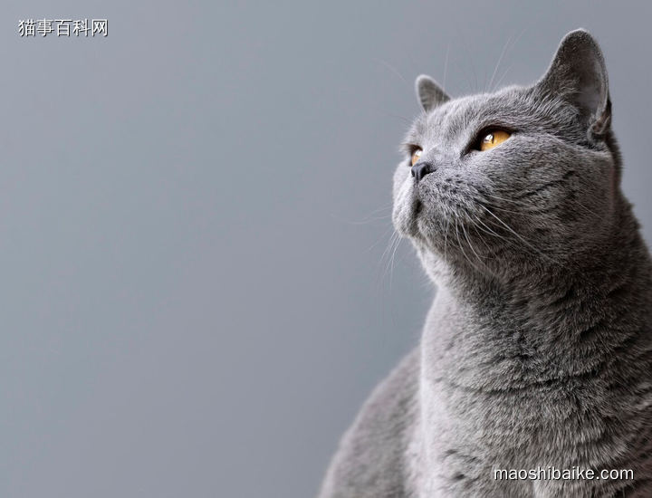 蓝猫特写照片灰色墙