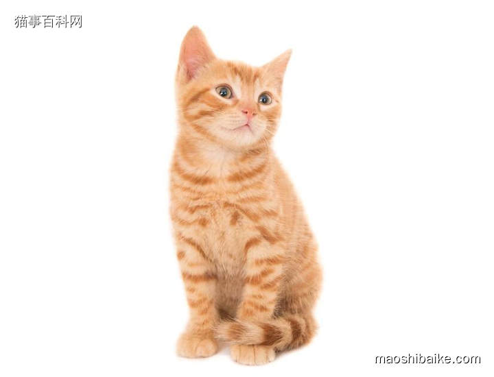 可爱小橘猫特写照片