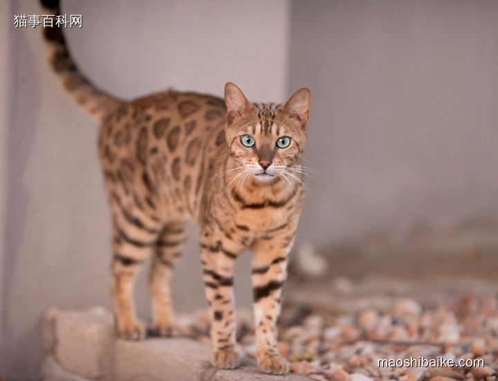 帅气的孟加拉豹猫