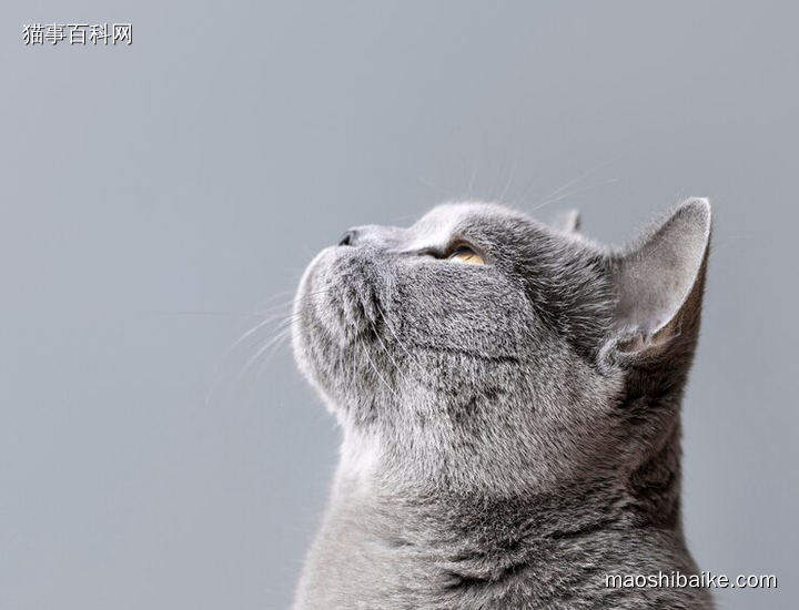 蓝猫特写照片仰望