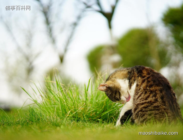 草地上舔毛的小猫