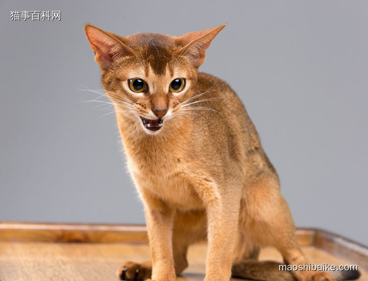 发飙的阿比西尼亚猫