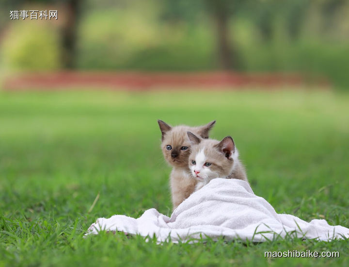 草地上的小布偶猫