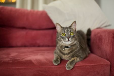 沙发上趴着的小猫