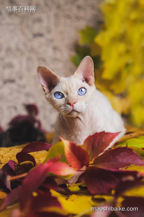 漂亮的德文卷毛猫