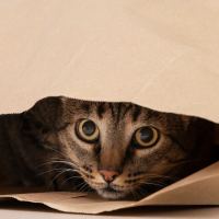 纸袋里躲猫猫的可爱小猫