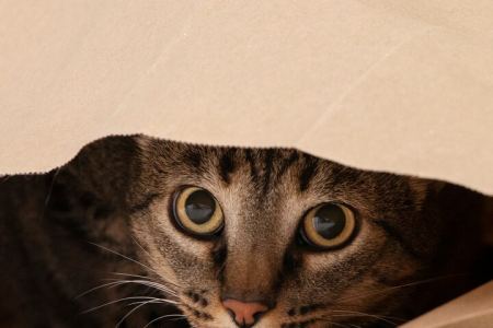 纸袋里躲猫猫的可爱小猫