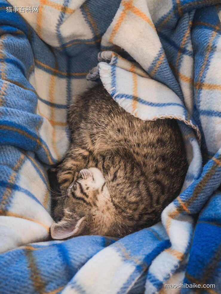 狸花猫蜷缩着睡觉的小猫