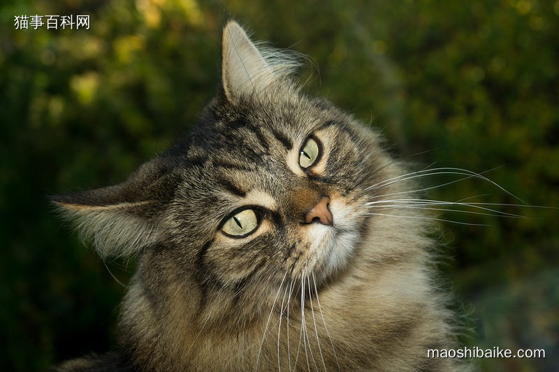 挪威森林猫猫咪的歪头杀