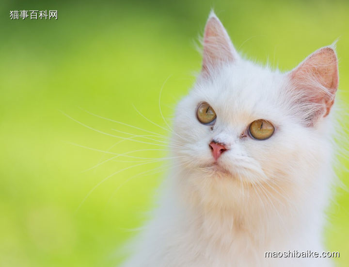 金吉拉猫头像特写