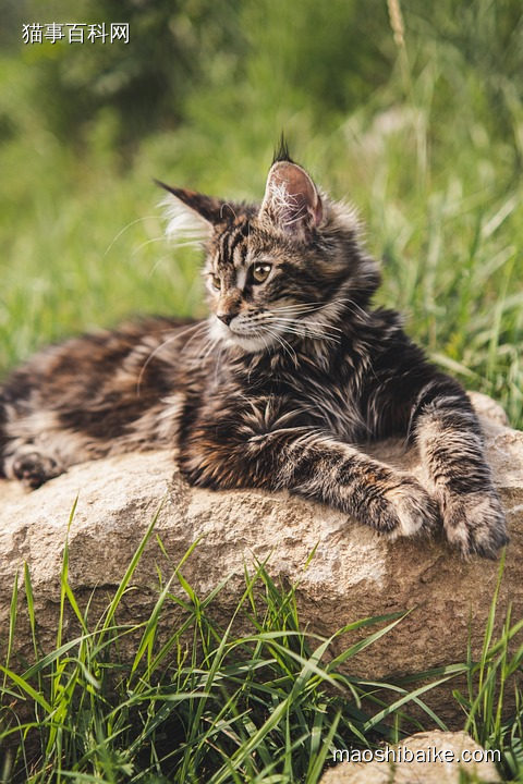 趴在石头上的缅因猫