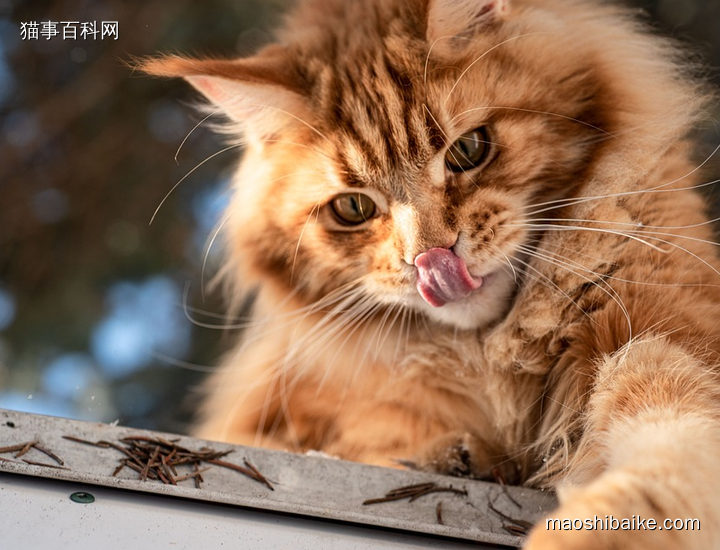 缅因猫在捕捉