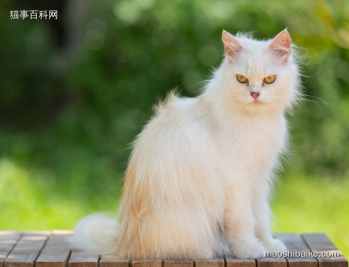 坐在凳子上的金吉拉猫