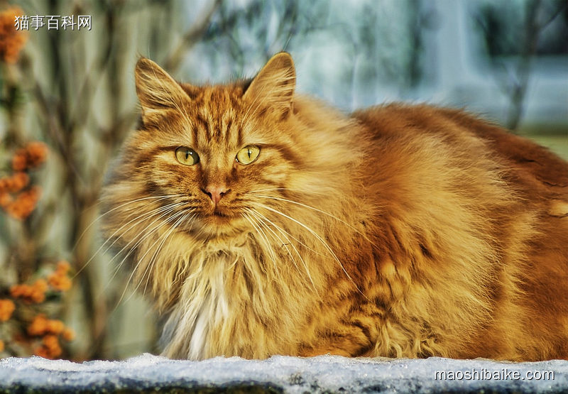 挪威森林猫挪威森林猫特写