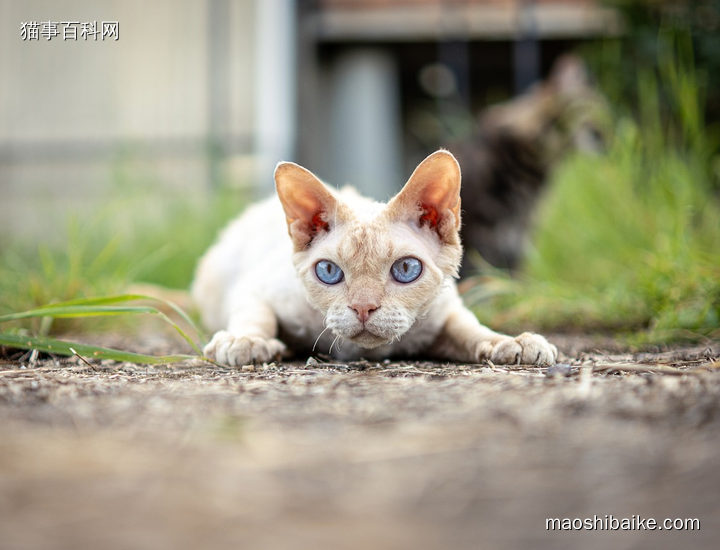 德文卷毛猫捕猎