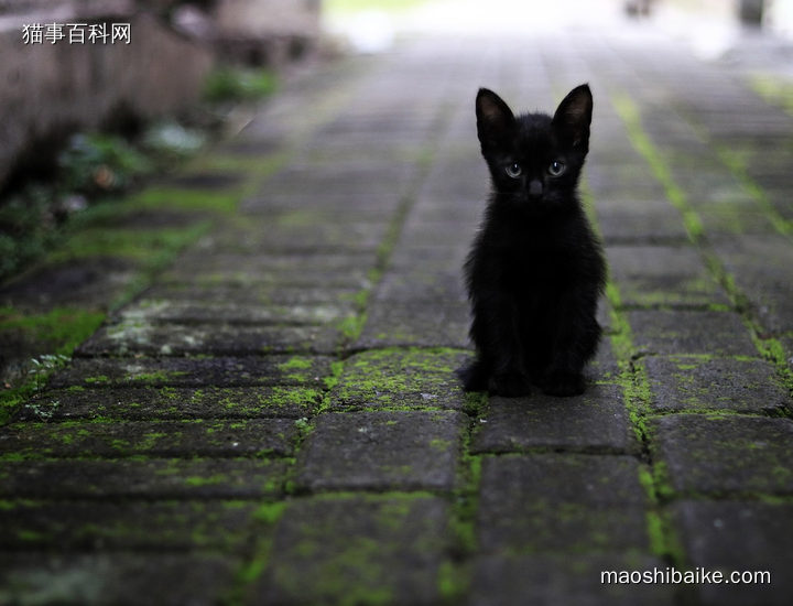 巷子里可爱的黑色小猫