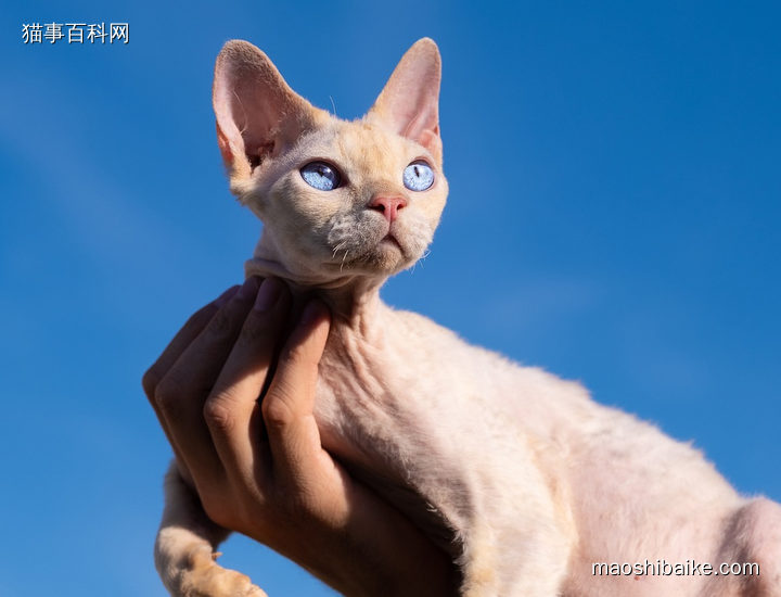 托起的德文卷毛猫