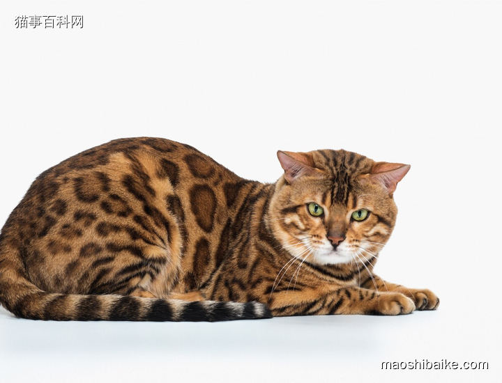 孟加拉豹猫可爱