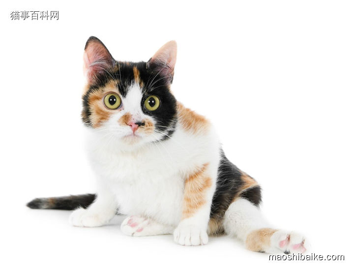 可爱的三花猫图片