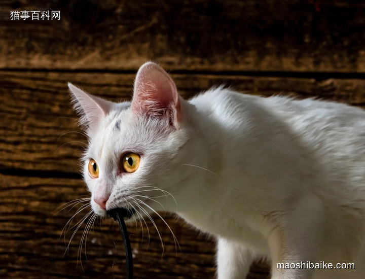 捕猎高手中华田园大白