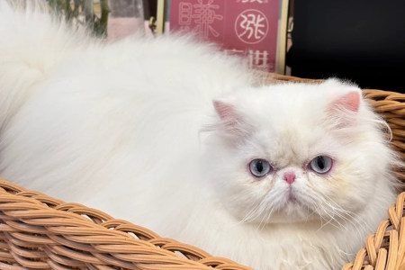 漂亮的纯白波斯猫