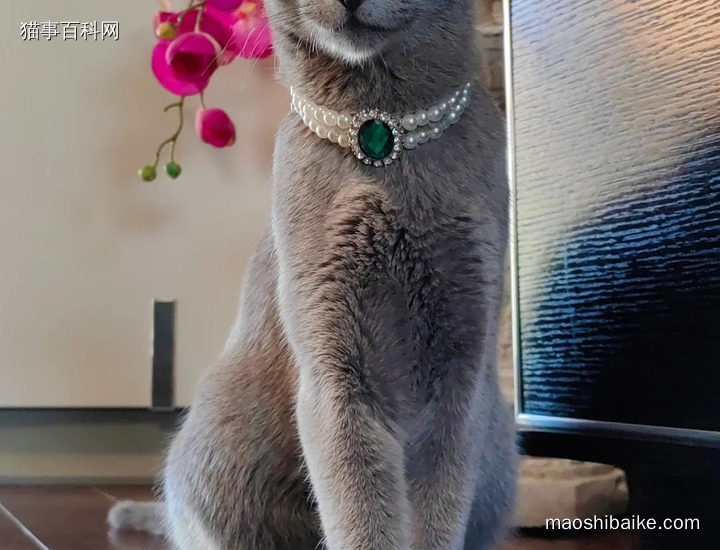 世界四大蓝猫之首,拥有尊贵的远峰蓝皮肤的俄罗斯蓝猫