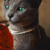 绿眼睛俄罗斯蓝猫