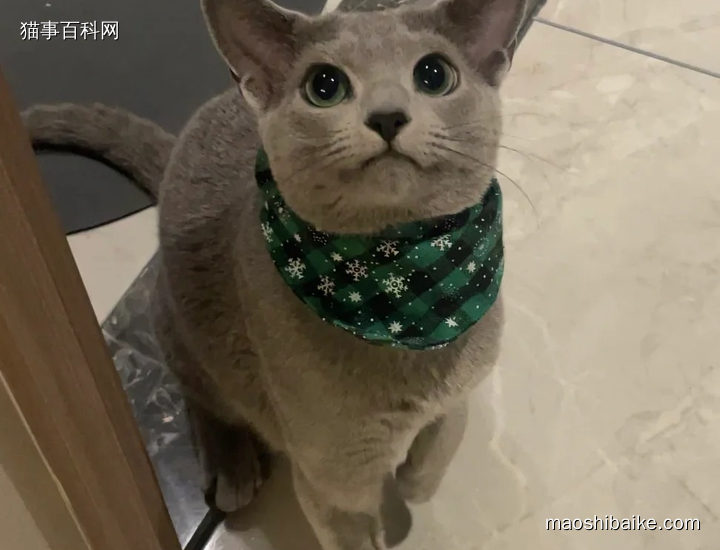 养一只俄罗斯蓝猫是一种怎么样的感觉?