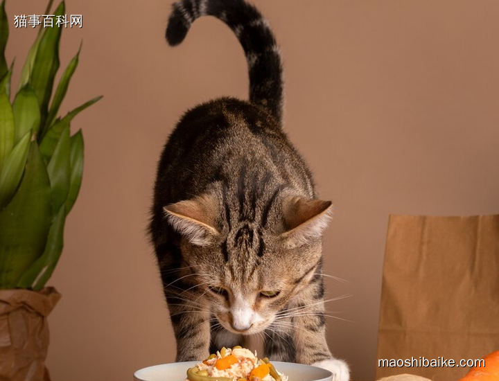 可爱小猫和它的美味猫饭