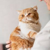 为什么猫咪那么讨厌橘子皮的味道？