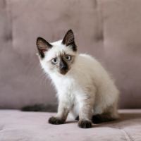 为什么家里的猫咪长大后不粘人了？