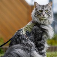 缅因猫和长毛狸花猫傻傻分不清？