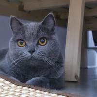 英短蓝猫怎么分辨串猫？