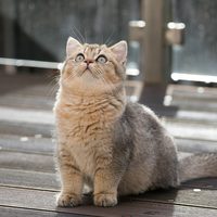 猫咪不爱喝水怎么办？怎样让它主动喝水？