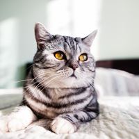 虎斑猫多少钱一只？怎么挑选一只好的虎斑猫？