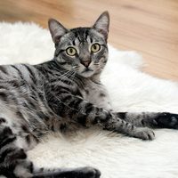 虎斑猫多少钱一只？怎么挑选一只好的虎斑猫？